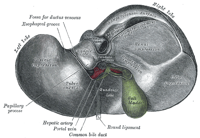 Inferior surface of the liver.
